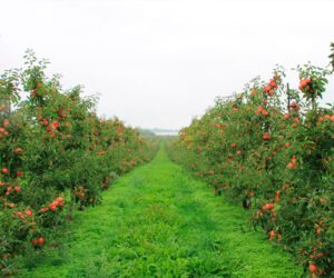 Fejø danner de perfekte rammer for at dyrke æbler