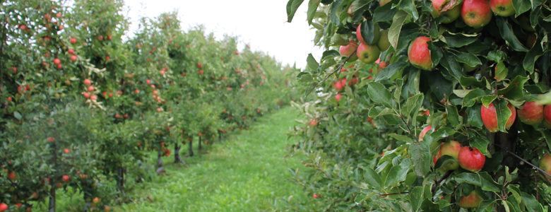 Compass Group besøger frugtens ø